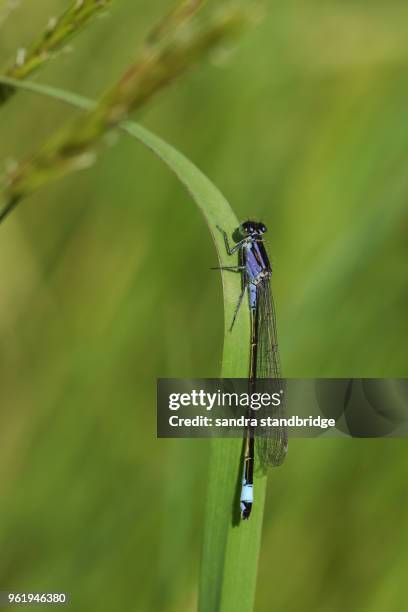 a pretty blue-tailed damselfly (ischnura elegans) perching on a blade of grass. - caenorhabditis elegans stock pictures, royalty-free photos & images