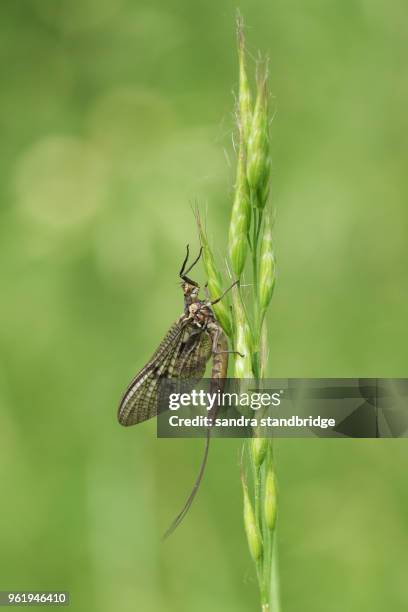 a beautiful mayfly ( ephemera vulgata) perching on grass seeds. - mayfly stock-fotos und bilder