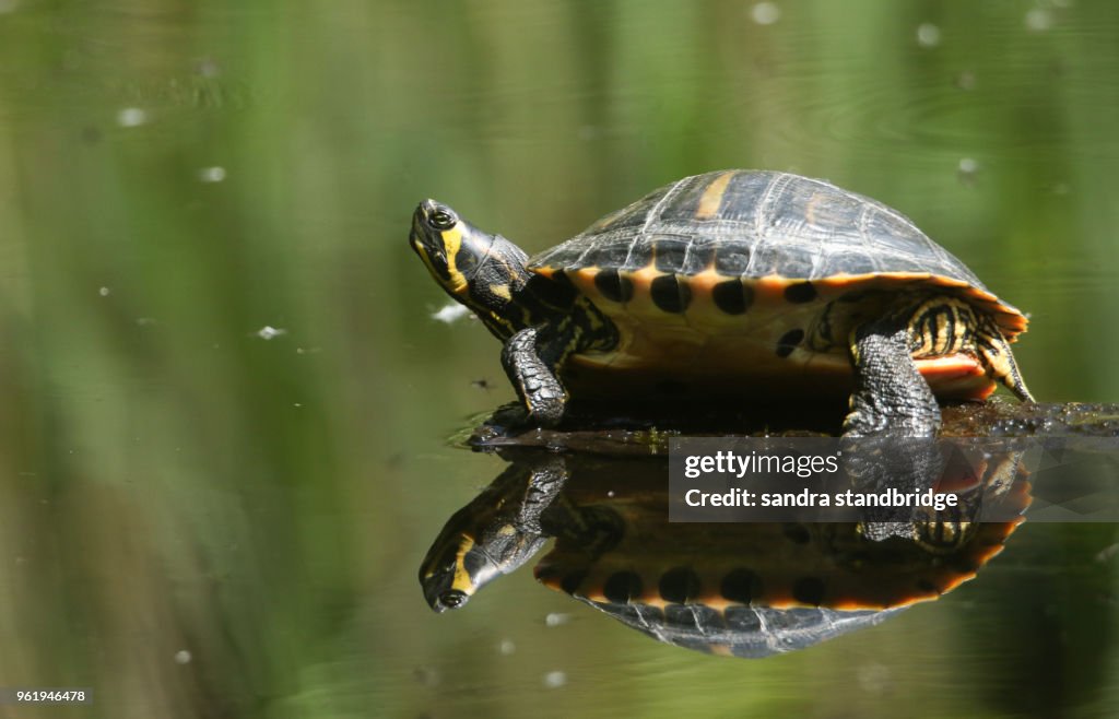 Yellow-bellied Slider (Trachemys scripta scripta)