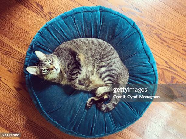 tabby cat lounging on velvet pillow - cat-overhead-view stock pictures, royalty-free photos & images