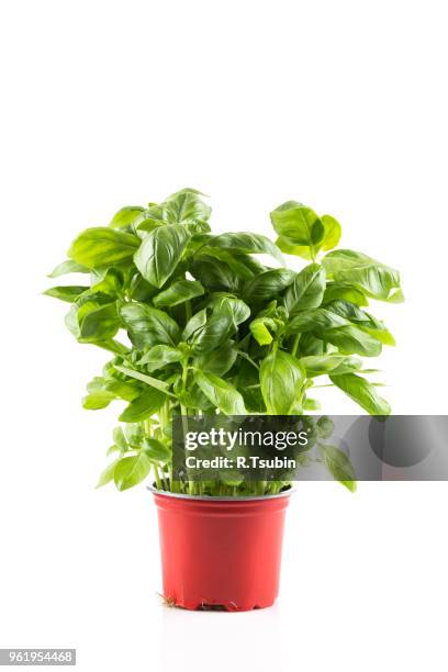 basil growing in plastic pot isolated on white background - basilika bildbanksfoton och bilder