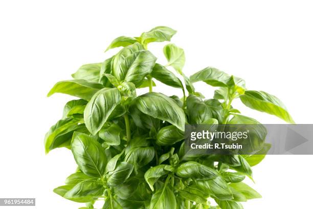 fresh green leaf basil isolated on a white background - basil stock pictures, royalty-free photos & images