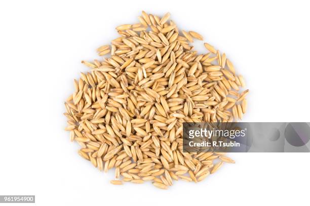 pile of organic oat grains - cereal plant bildbanksfoton och bilder