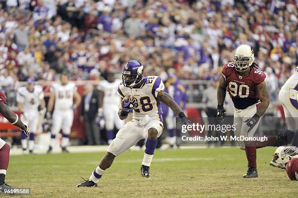 Minnesota Vikings Adrian Peterson in action, rushing vs Arizona Cardinals. Glendale, AZ CREDIT: John W. McDonough