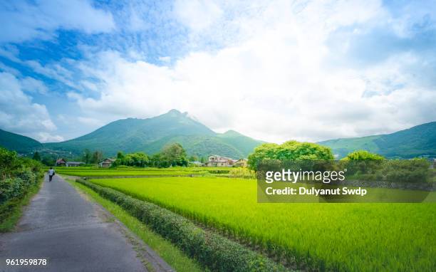 green rice field in rural of yufuin, oita, japan. - kyushu stockfoto's en -beelden