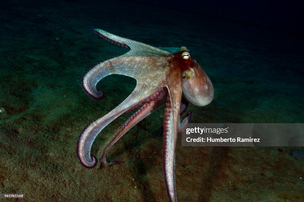 Octopus.