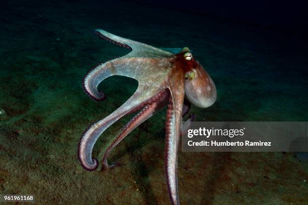 octopus. - octopus aquarium stock pictures, royalty-free photos & images