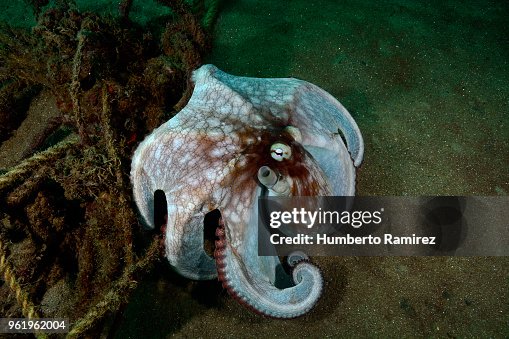 Octopus. Octopus.
