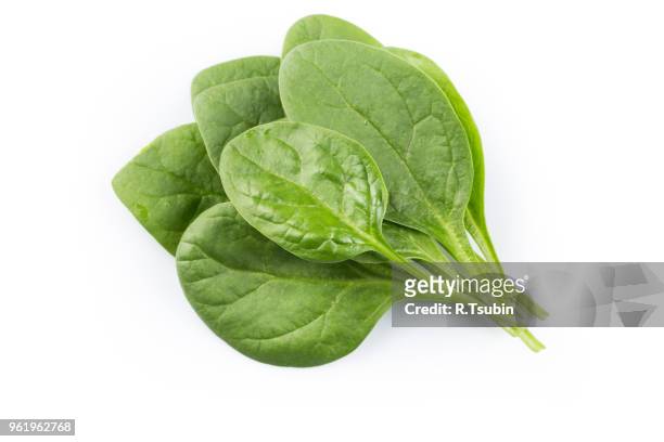 green spinach leafs on a white background - espinaca fotografías e imágenes de stock