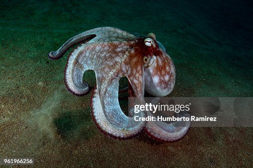 Octopus. Octopus.