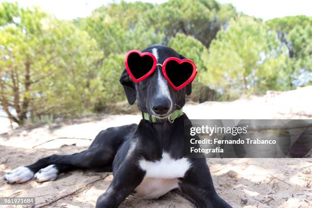 dog in love on the beach - miope and humor fotografías e imágenes de stock