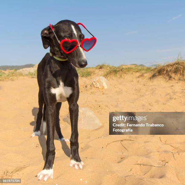 dog in love on the beach - miope and humor fotografías e imágenes de stock