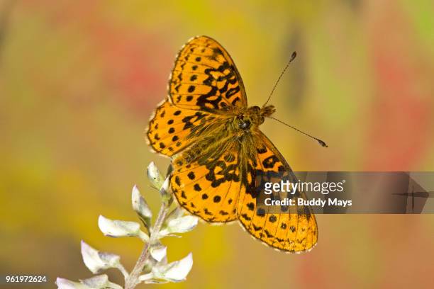macro image of a western meadow fritillary butterfly on a wildflower - meadow fritillary butterfly stockfoto's en -beelden