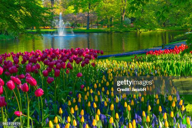 spring flowers in a park - tulips and daffodils stock pictures, royalty-free photos & images