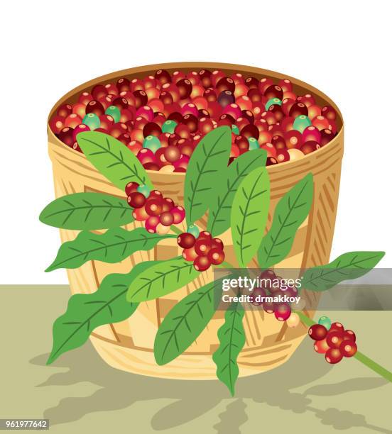 coffee tree - santa marta colombia stock illustrations