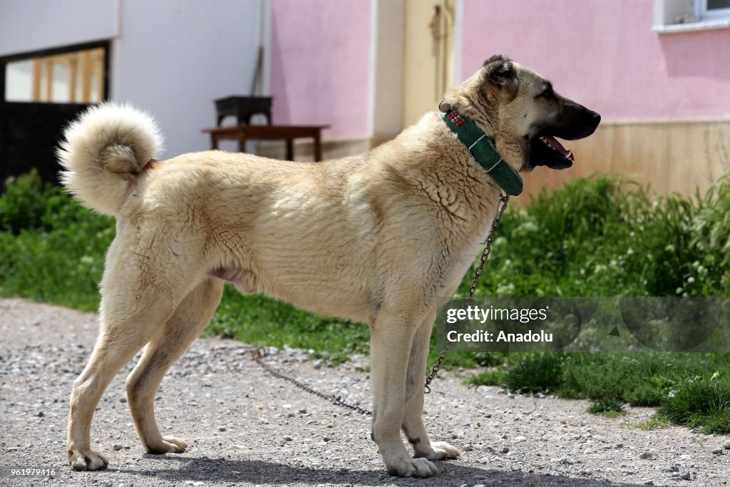 Sivas Kangal Dogs attract foreign tourists' attention