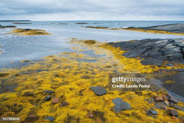 algae at low tide - blue rocks nova scotia stock pictures, royalty-free photos & images