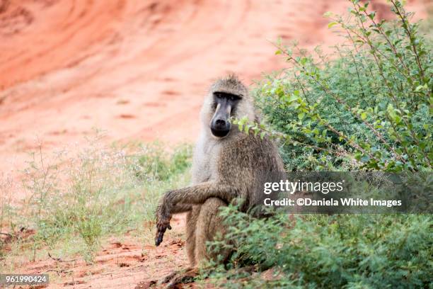 baboon - omnivorous stock pictures, royalty-free photos & images