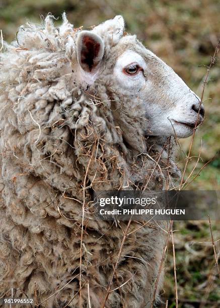 Picture taken on February 14, 2012 in Halluin, northern France shows a sheep in a field. Ninety-four farms in northern France have been hit by a...