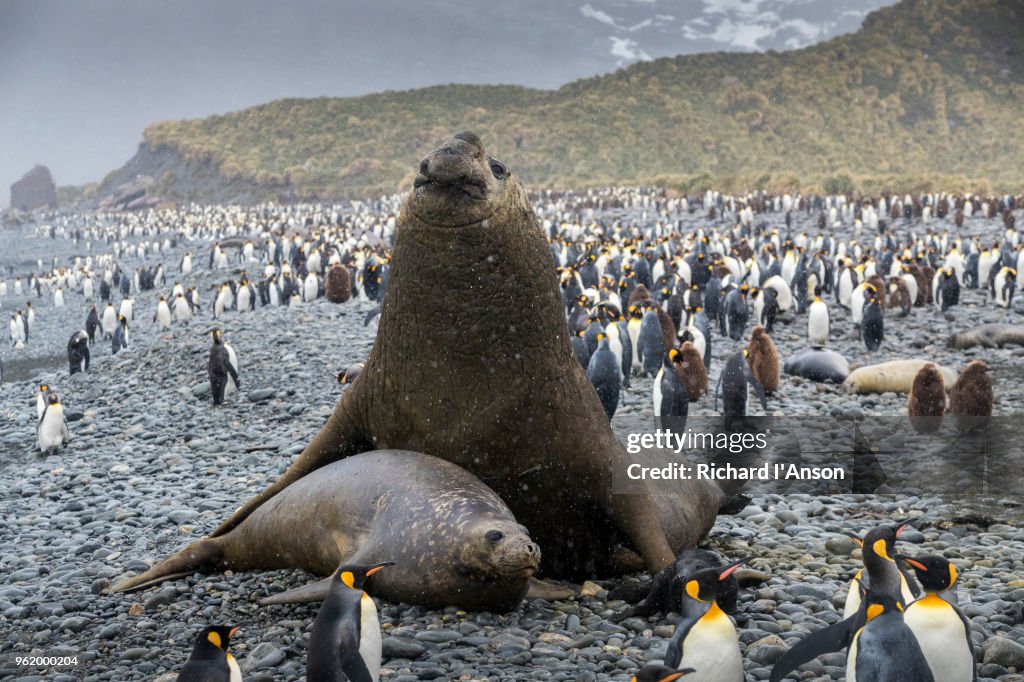 Southern elephant seals (M. leonina) & king penguins (Aptenodytes patagonicus) on beach