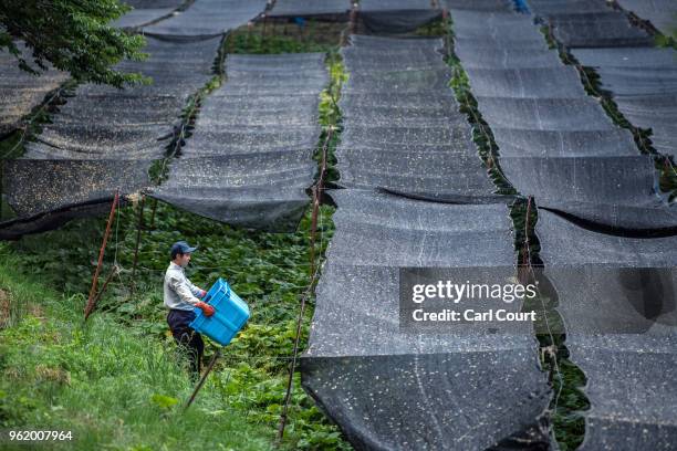 Farm worker carries crate before harvesting wasabi plants at the Daio Wasabi Farm on May 24, 2018 in Azumino, Japan. Operating since 1923 in Azumino,...
