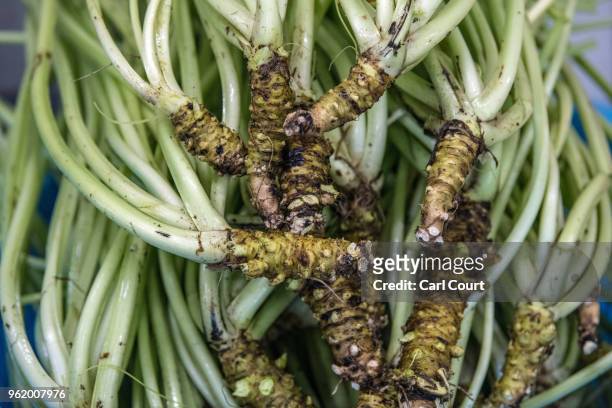 Wasabi plants are stored in a crate before being prepared for sale by workers at Daio Wasabi Farm on May 24, 2018 in Azumino, Japan. Operating since...