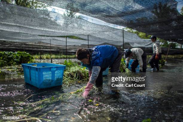 Farm workers harvest wasabi plants at the Daio Wasabi Farm on May 24, 2018 in Azumino, Japan. Operating since 1923 in Azumino, one of Japan's three...