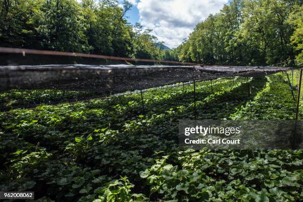 Shade netting protects wasabi plants from the summer sun at Daio Wasabi Farm on May 24, 2018 in Azumino, Japan. Operating since 1923 in Azumino, one...