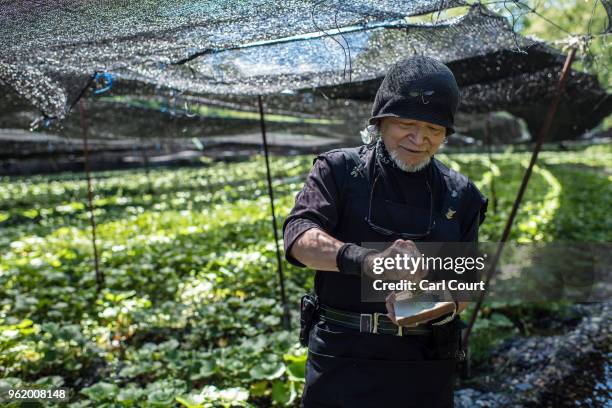 Wasabi master grates a wasabi root to produce paste at Daio Wasabi Farm on May 24, 2018 in Azumino, Japan. Operating since 1923 in Azumino, one of...