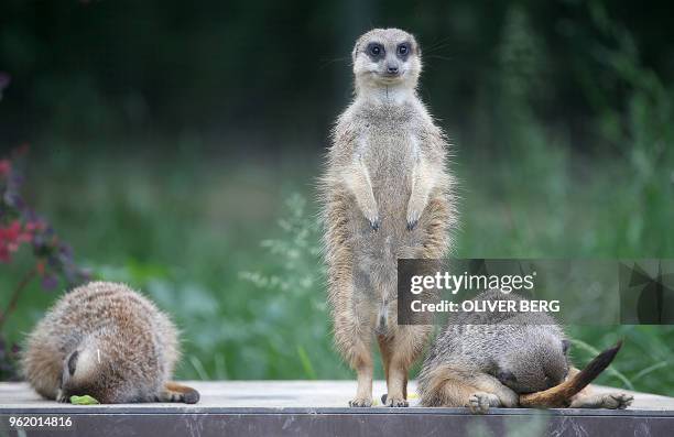 Meerkat keeps guard as two of its comrades take a nap at the zoo in Cologne, western Germany, on May 24, 2018. / Germany OUT