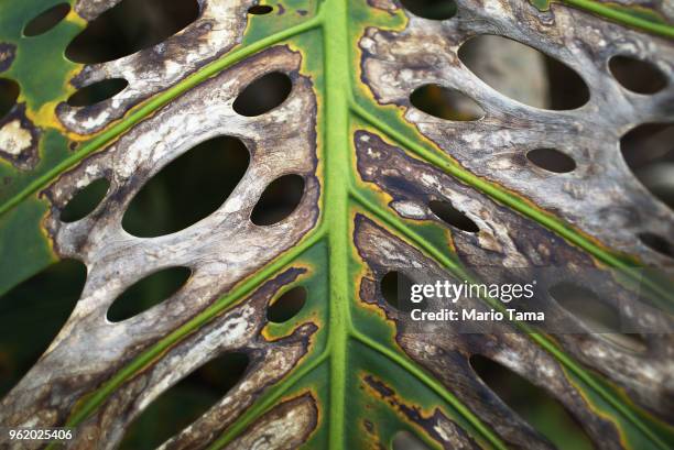 Dying plant stands near a Kilauea volcano fissure, on Hawaii's Big Island, on May 23, 2018 in Pahoa, Hawaii. Trees and plants are dying near volcanic...