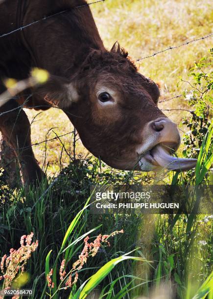 Cow tries to graze on the dry field affected by a continuing drought on May 23, 2011 in the French northern village of Godewaersvelde. France was in...