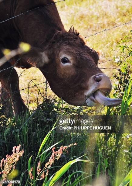 Cow tries to graze on the dry field affected by a continuing drought on May 23, 2011 in the French northern village of Godewaersvelde. France was in...