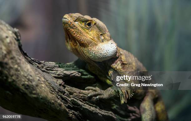 frilled lizard (chlamydosaurus kingii) - frilled lizard stock pictures, royalty-free photos & images