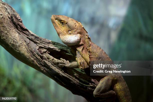 australian frilled lizard (chlamydosaurus kingii) - clamidosaurio de king fotografías e imágenes de stock