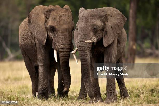 african elephants leaving the forest for the marsh. - two animals stock pictures, royalty-free photos & images