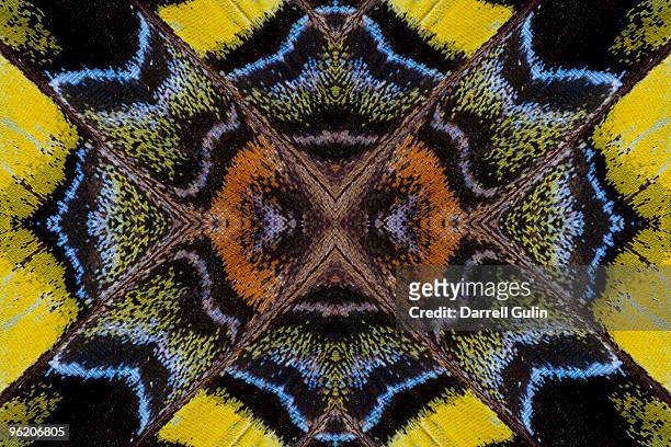 digital flipping butterfly wings - symmetry butterfly stock pictures, royalty-free photos & images