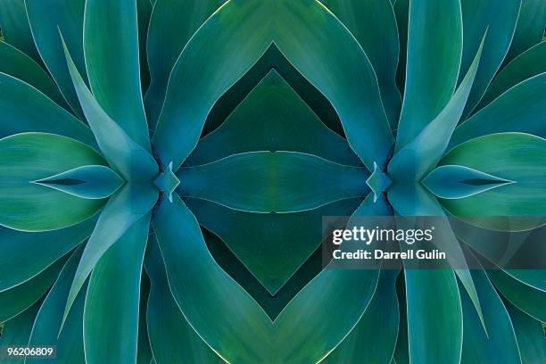 digital flipping agave plant into a design - radial symmetry photos et images de collection