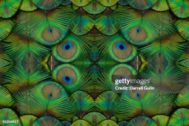 peacock feather design - pfauenfeder stock-fotos und bilder