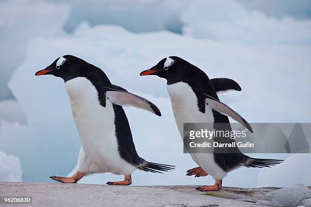 digital adding one gentoo to pair of gentoos - antarctica penguin stock pictures, royalty-free photos & images