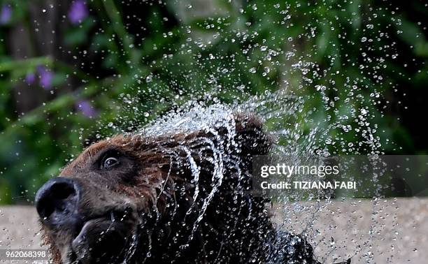 Young bear plays in the water at the Bioparco in Rome, on May 24, 2018. Rome Bioparco welcomes three young mistreated bears coming from Albania as...