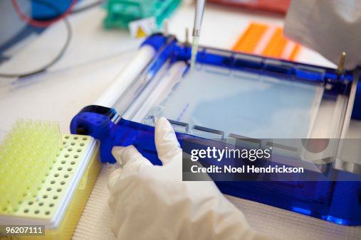 Technician using DNA sequencing gel Technician using DNA sequencing gel