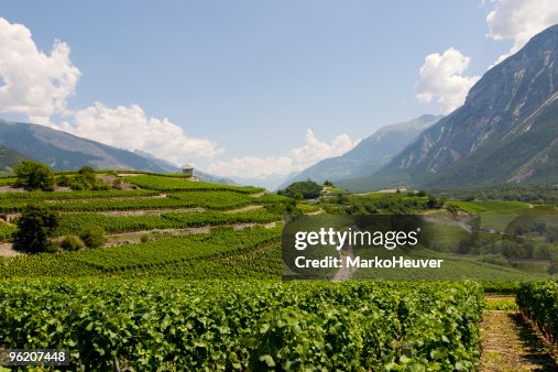 Vineyard auf Wallis, Schweiz Vineyard auf Wallis, Schweiz