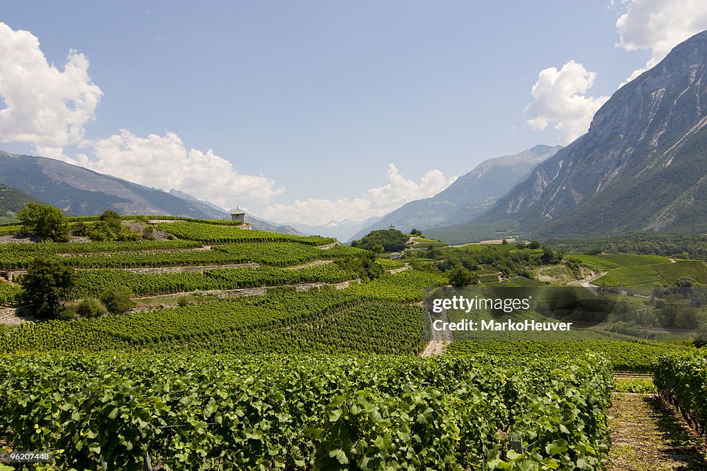 Vineyard in Wallis, Switzerland