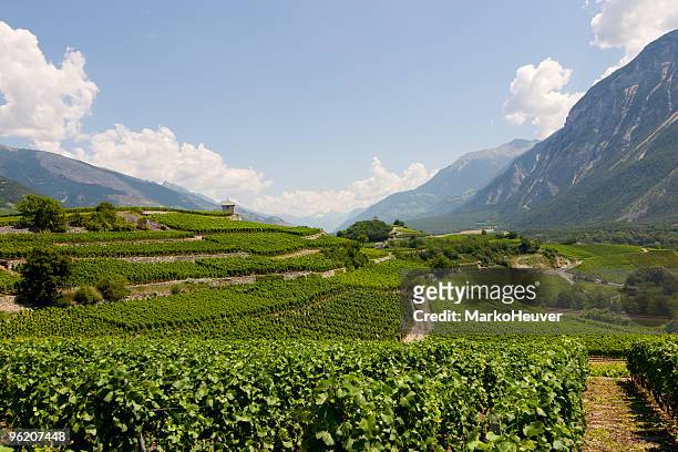 vineyard in wallis, switzerland - rhone stock pictures, royalty-free photos & images