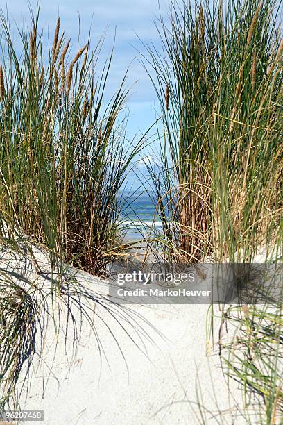 view of the sea through grass on dunes - zeegras stockfoto's en -beelden