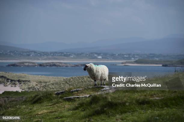 Sheep grazes as voting takes place in a near by polling station on May 24, 2018 in Gola Island, Ireland. Ireland is going to the polls in a...