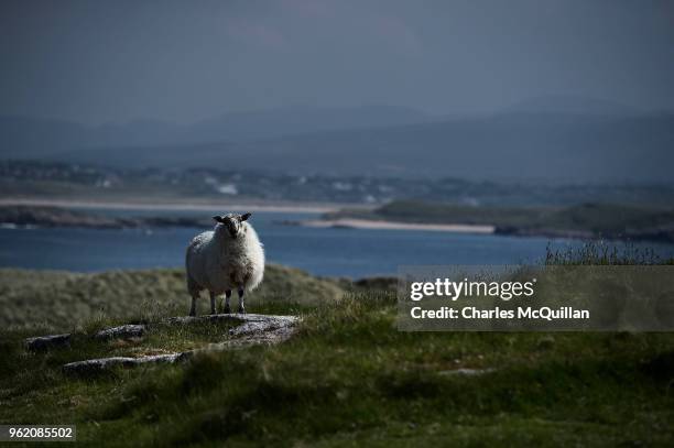 Sheep grazes as voting takes place in a near by polling station on May 24, 2018 in Gola Island, Ireland. Ireland is going to the polls in a...