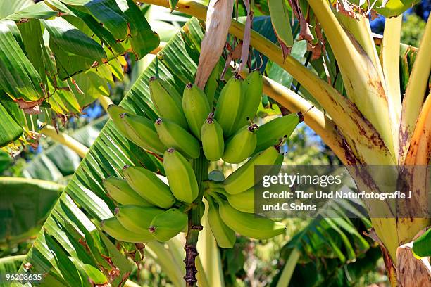 bananas growing on tree. - bananenstaude stock pictures, royalty-free photos & images