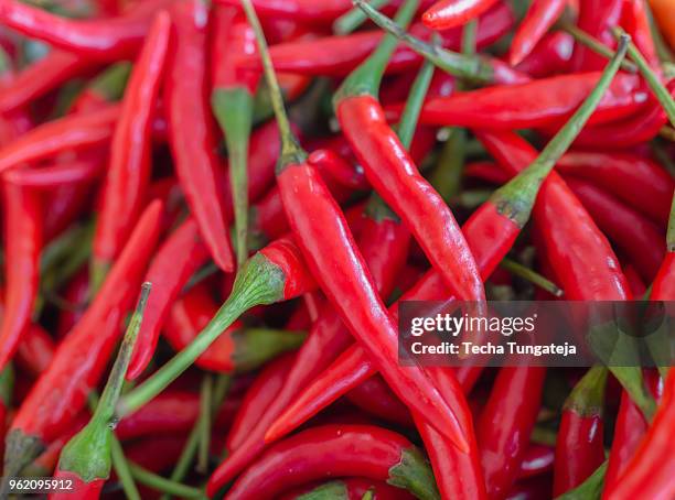 chilli - padi stock pictures, royalty-free photos & images